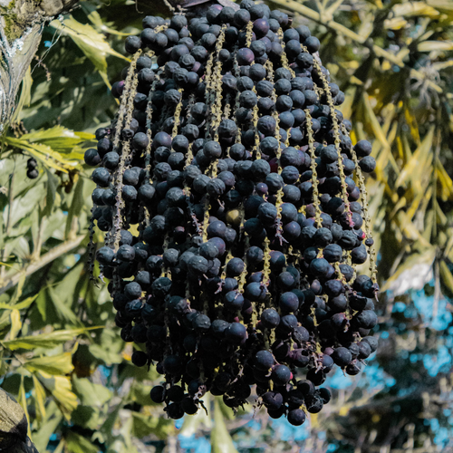 Acai Berry - Euterpe oleracea - Fruit Plant