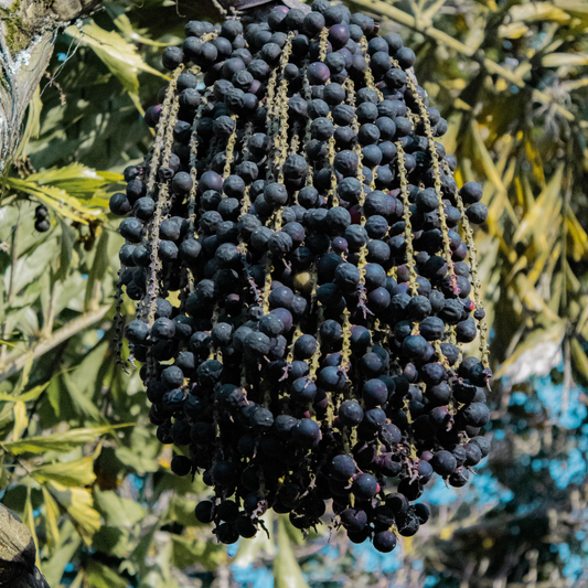 Acai Berry - Euterpe oleracea - Fruit Plant
