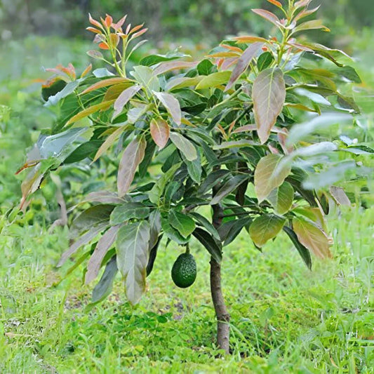 Avocado - Dwarf Hybrid - Tropical Fruit Plant