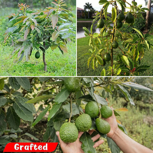 Avocado - Dwarf Hybrid - Tropical Fruit Plant