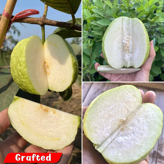 Exotic White Diamond Guava Hybrid Fruit Plant: Sweet, Crisp, Juicy, Easy Grow