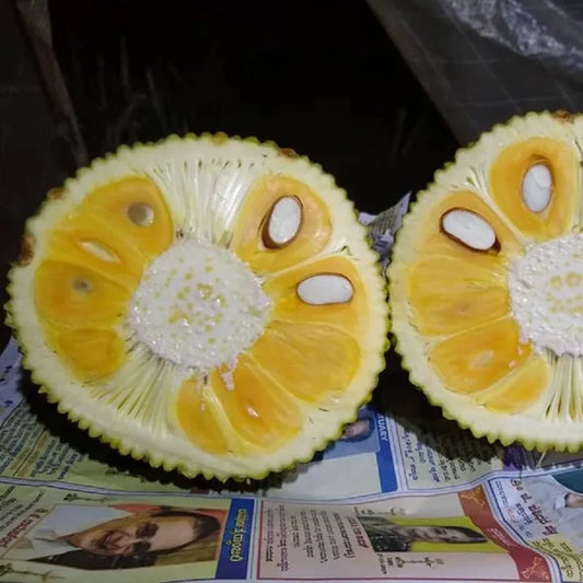 Jackfruit - Vietnam Super Early - Fruit Plant