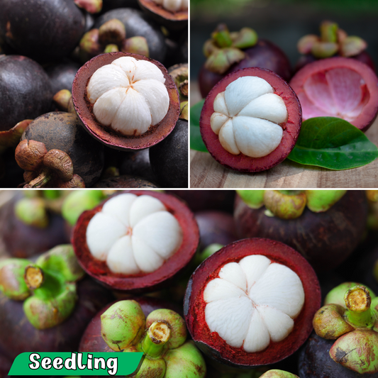 Mangosteen - Purple - Hybrid Fruit Plant