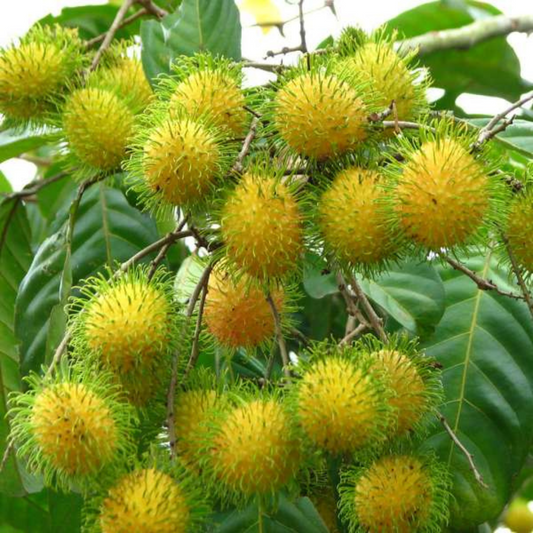 Rambutan - E35 - Hybrid Fruit Plant