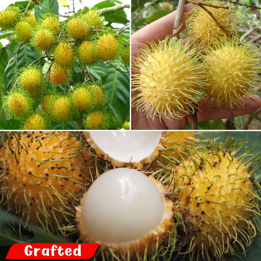 Rambutan - E35 - Hybrid Fruit Plant