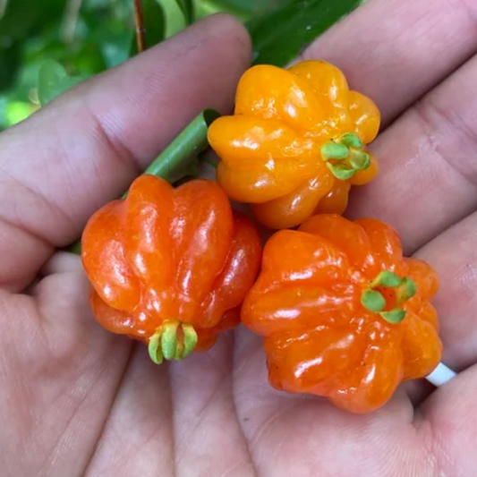 Delicious Orange Surinam Cherry Hybrid Fruit Plant: Nutritious, High-Yielding Garden Gem