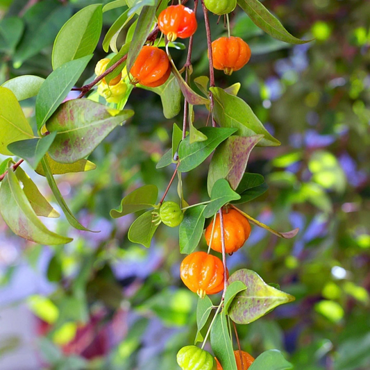 Delicious Orange Surinam Cherry Hybrid Fruit Plant: Nutritious, High-Yielding Garden Gem