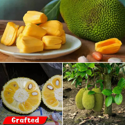 Jackfruit - Vietnam Super Early - Fruit Plant
